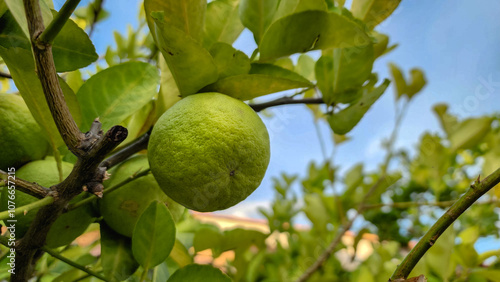 Fresh yellow limes ready for harvest