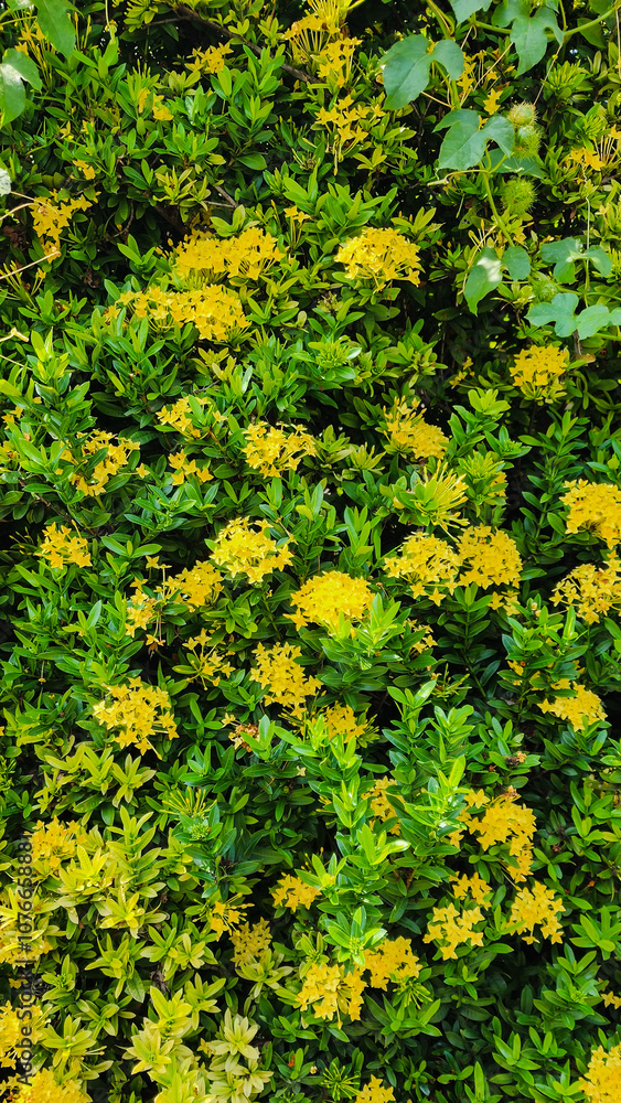 Obraz premium The yellow flowers are in full bloom and beautiful.