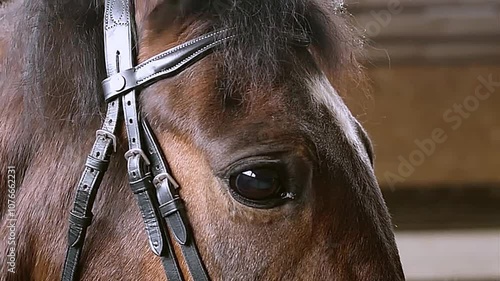 Portrait of a beautiful brown horse, with mane hair showing, Close up, horse breeding. 