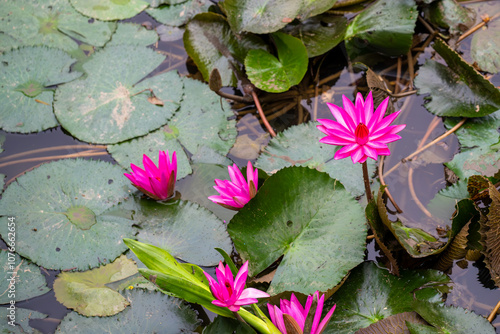 Serene pink water lilies bloom gracefully amidst lush green lily pads in a tranquil pond. This captivating image evokes a sense of peace and tranquility, perfect for projects related to nature and zen photo