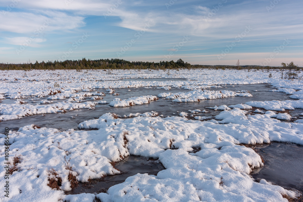 swamp on a sunny winter day with snow swamp on a sunny winter day with snow