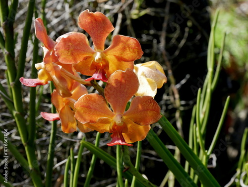 blooming orange vanda orchids flowers in birght sunlight. Tropical plants in the garden photo