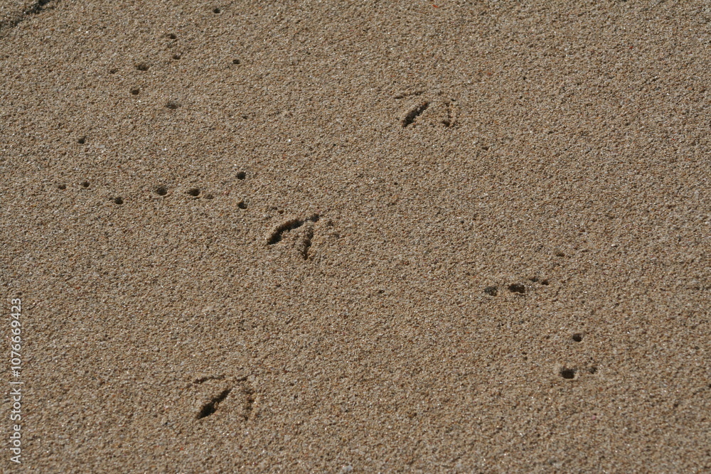 Brown sandy beach with footprints of a bird, background Brown sandy beach with footprints of a bird, background