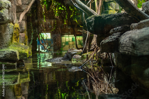 Ein Krokodil aus dem Tierpark Bochum