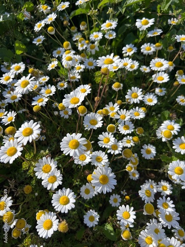 Flower of garden or medicinal chamomile (Matricaria recutita). The concept of naturalness. Wallpaper, poster with a natural background. Corfu, Angelocastro photo