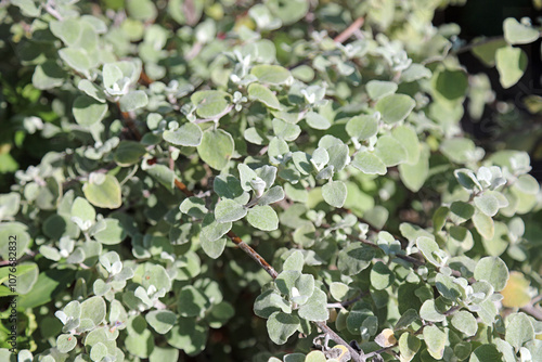 Macro image of sunlit Liquorice Plant leaves, Derbyshire England
 photo