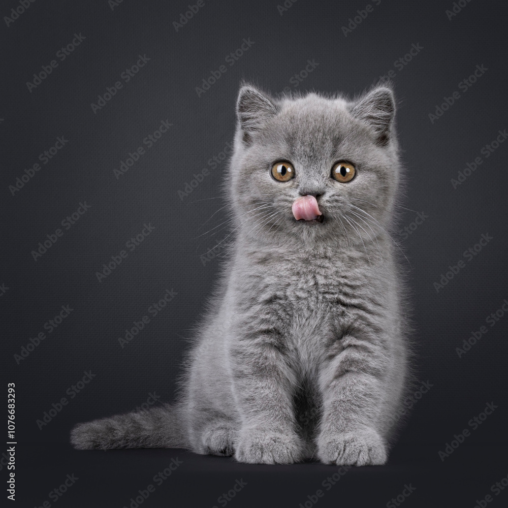 Obraz premium Adorable blue British Shorthair cat kitten, sitting up facing front. Looking straight to camera with beautiful round eyes. Tongue out licking mouth. Isolated on a black background.