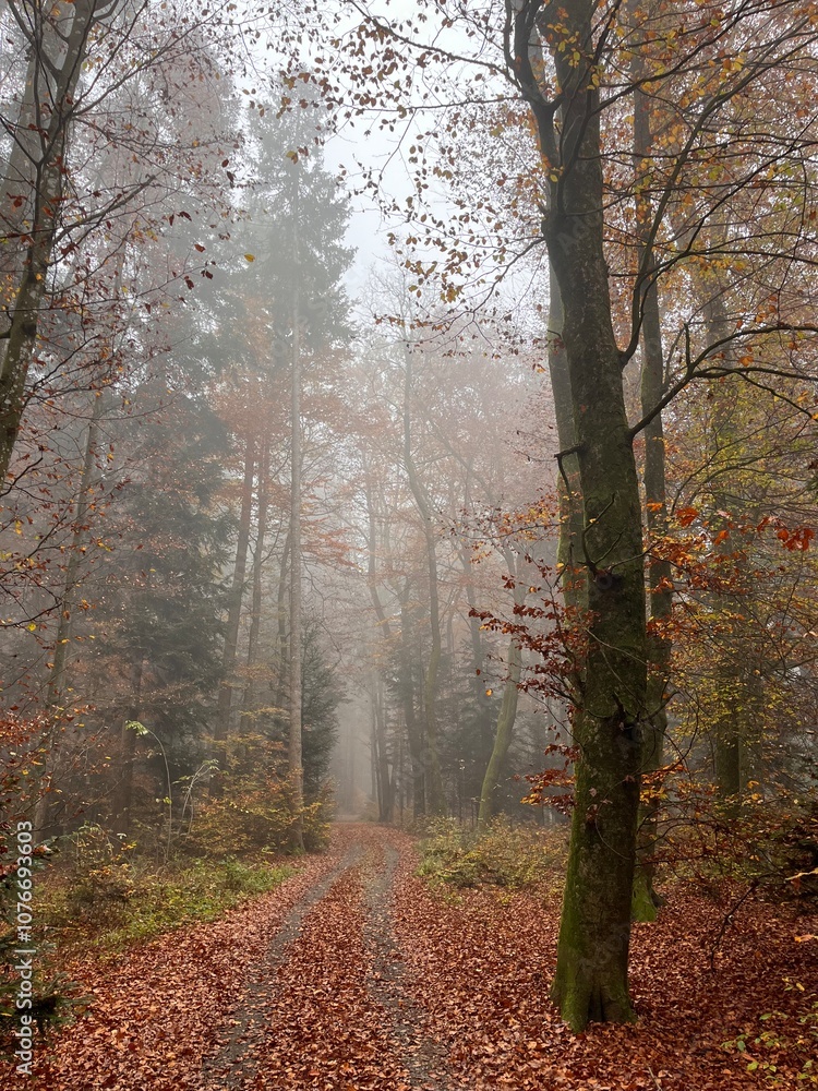Fototapeta premium foggy morning in the forest