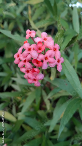 Arachnothryx leucophylla pink flowers, pink flowers