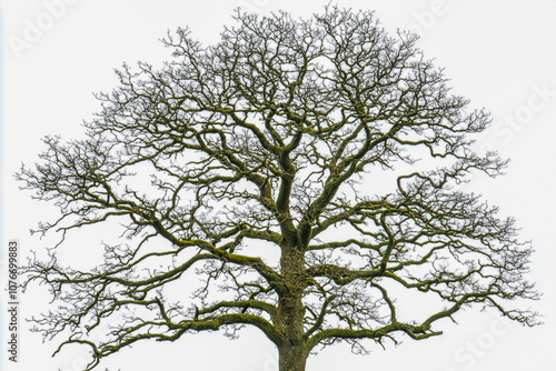 Wallpaper Mural Ancient gnarled dead tree with twisted branches, eerie and leafless, isolated on a white background. Torontodigital.ca