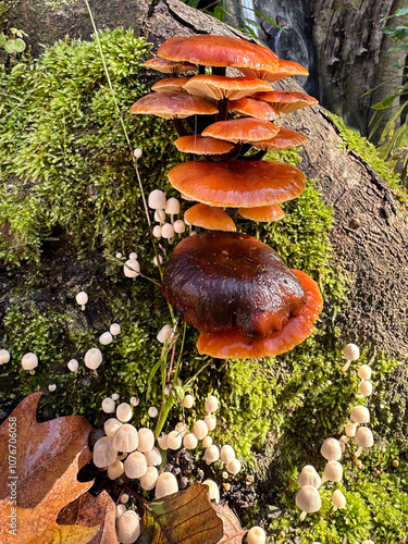 wild mushrooms in green nature photo