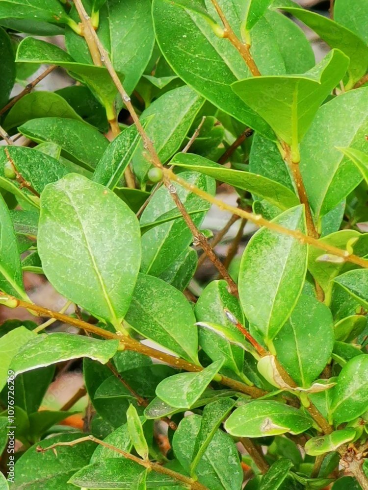 Lush green foliage on a shrub with vibrant leaves captured during a sunny day in a garden Lush green foliage on a shrub with vibrant leaves captured during a sunny day in a garden