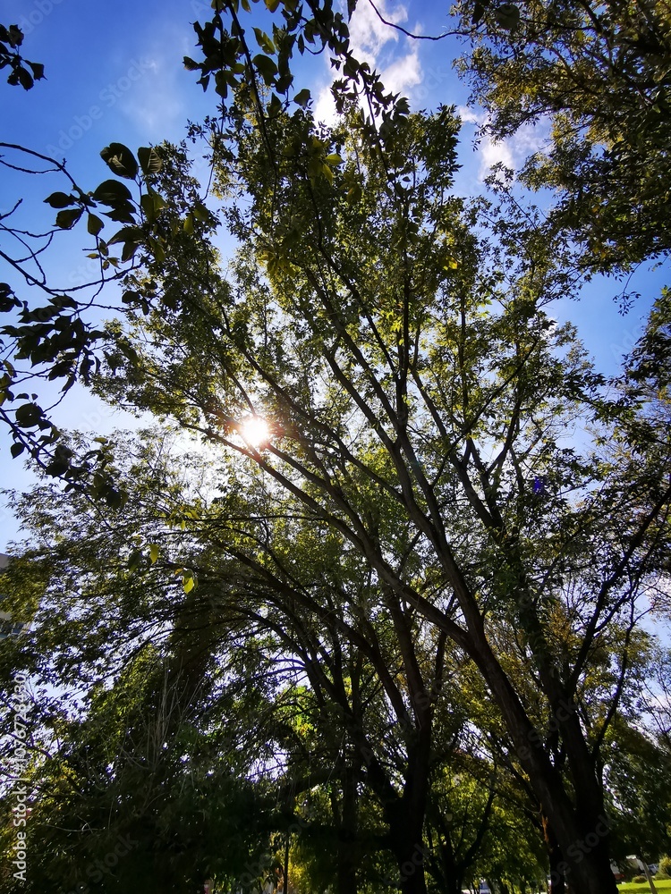 Fototapeta premium Sunlight filtering through trees in a lush park during a bright day