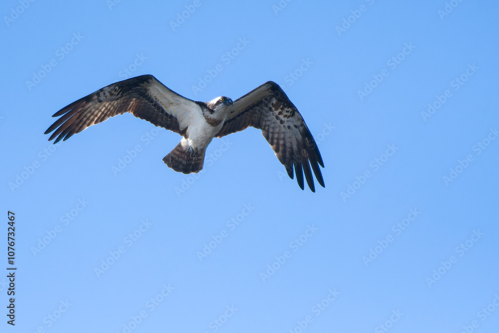 Obraz premium Fischadler im Flug (Pandion haliaetus) 