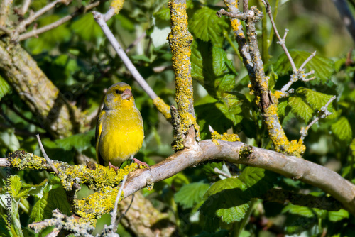 Grünfink Männchen im Frühjahr während der Balz	
 photo