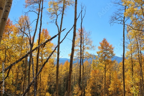 Aspen autumn tree grove with mountain range in background 