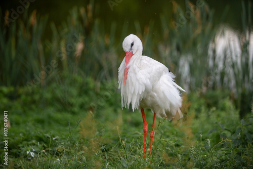 White Stork Standing on One Leg in a Grassy Area with Reeds in the Background