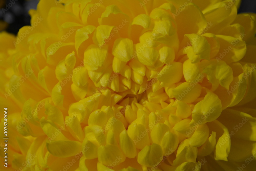 Beautiful autumn flowers, large flowering buds of yellow chrysanthemums with green leaves. Large and bright bouquets of flowers in a vase. Beautiful autumn flowers, large flowering buds of yellow chrysanthemums with green leaves. Large and bright bouquets of flowers in a vase.