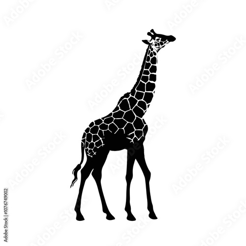 Vector silhouette of a giraffe on white background photo