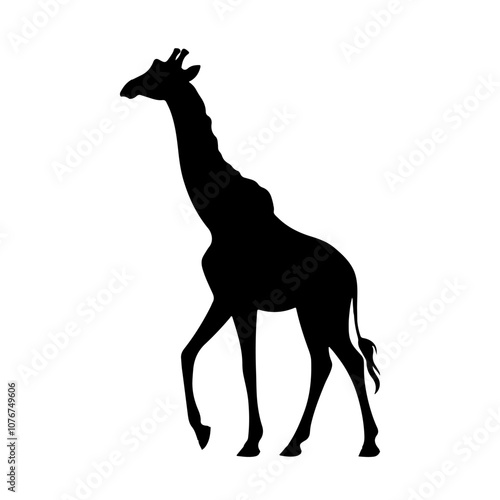 Vector silhouette of a giraffe on white background photo