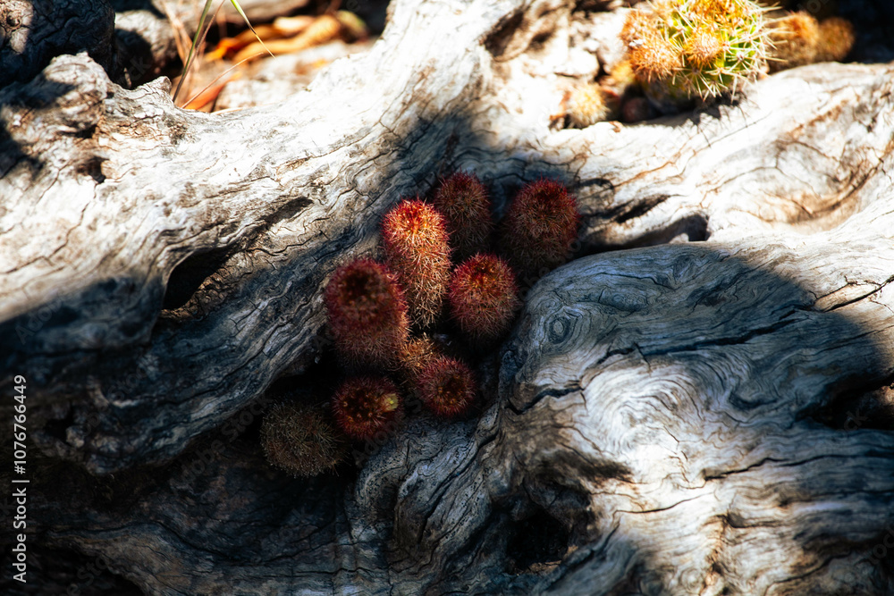 Unique cluster of vibrant cacti nestled within textured driftwood under dappled sunlight in a desert landscape Unique cluster of vibrant cacti nestled within textured driftwood under dappled sunlight in a desert landscape
