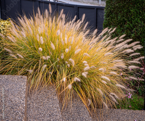 Very elegant ornamental grass forming dense bunches. It blooms with striking sand-beige spikes from mid-summer.(Pennisetum alopecuroides) ´HAMELN´