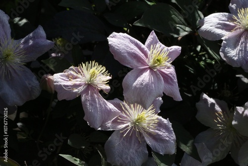 Fleur de cématite, Clamatis montana photo