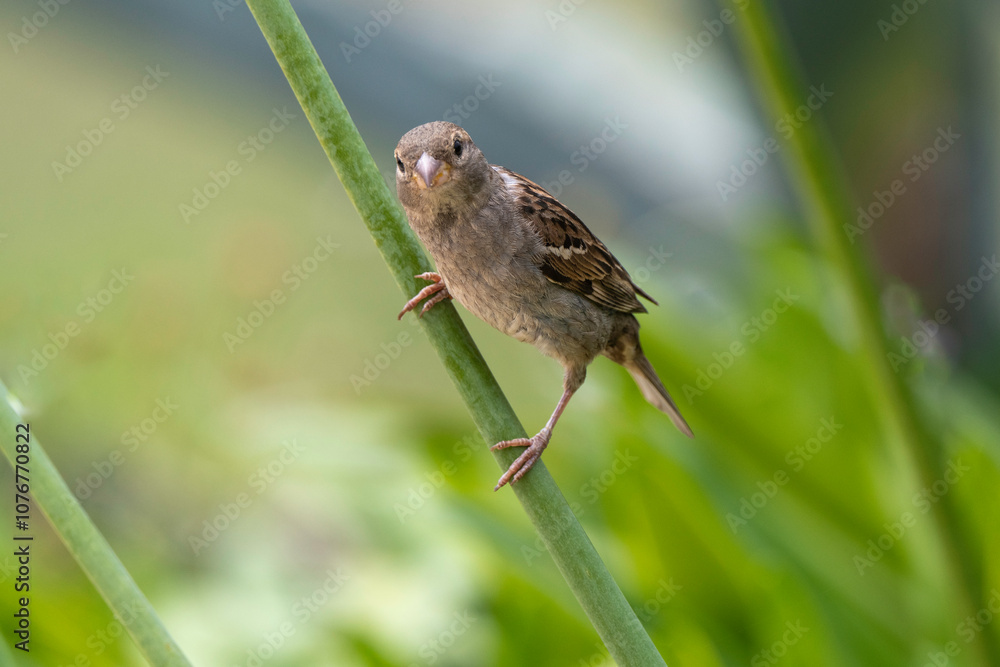 Moineau domestique, .Passer domesticus, House Sparrow Moineau domestique, .Passer domesticus, House Sparrow