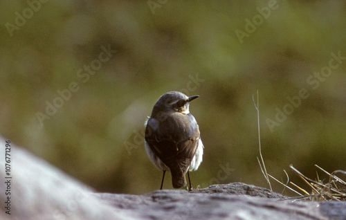 Traquet motteux,.Oenanthe oenanthe, Northern Wheatear photo