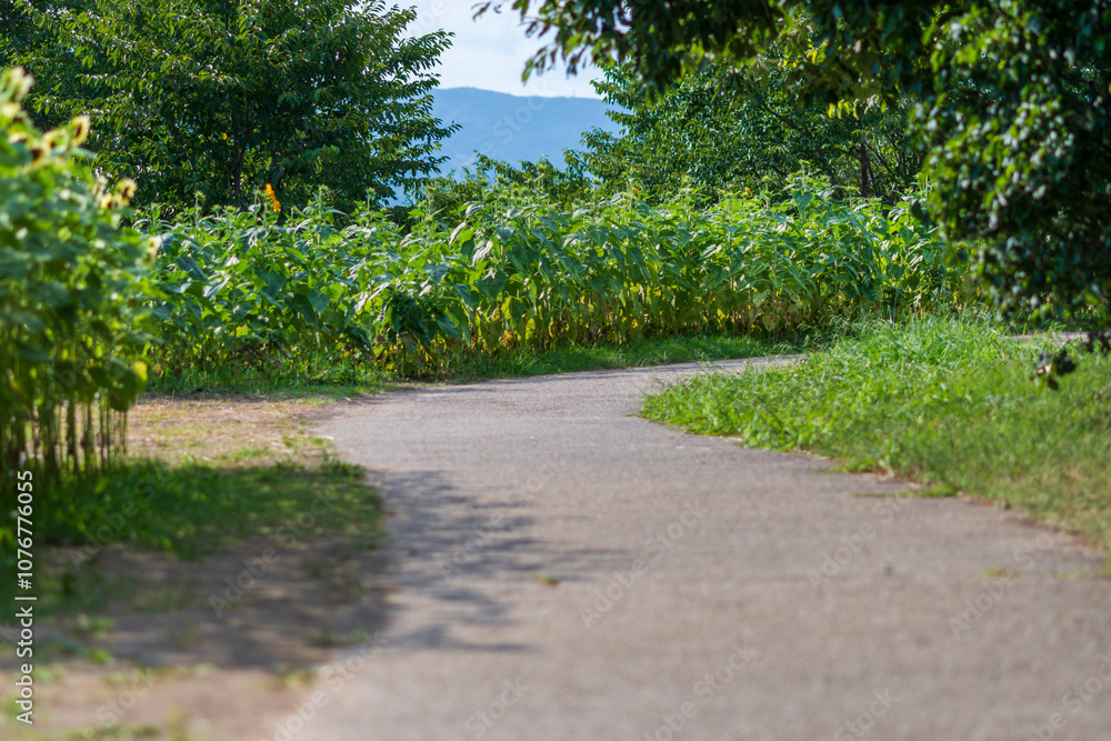 Obraz premium Pathway through Sunflower Field in Summer