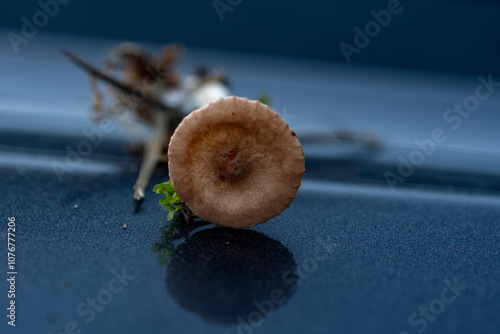 Common Funnel Cap mushroom - Clitocybe gibba photo