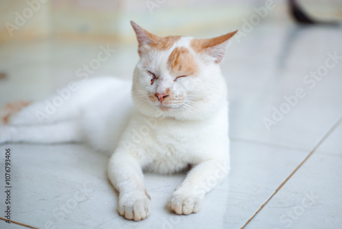 White cat is lying sitting or sleeping and sick suffering from eye disease. The cat's eyes hurt.