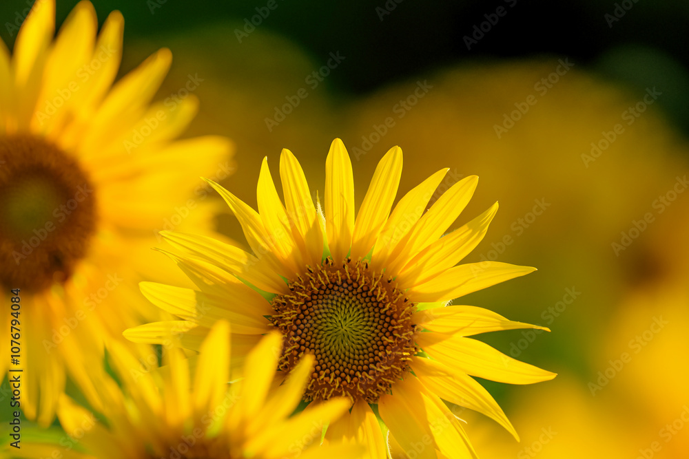 Obraz premium Close-up of sunflowers at dusk, summer landscape