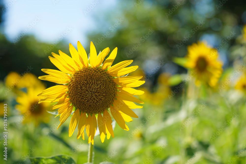 Close-up of sunflowers shining yellow, summer landscape Close-up of sunflowers shining yellow, summer landscape