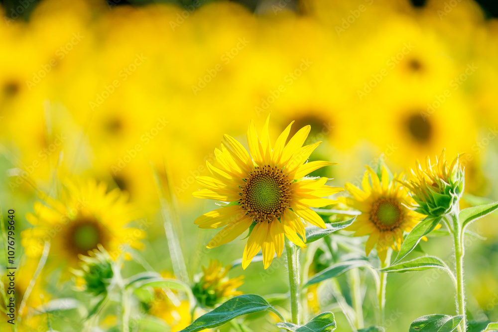 Fototapeta premium Close-up of sunflowers shining yellow, summer landscape