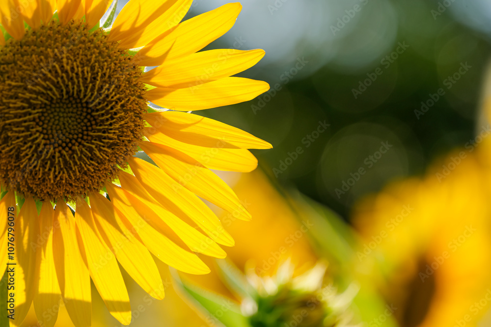 Close-up of sunflowers at dusk, summer landscape Close-up of sunflowers at dusk, summer landscape