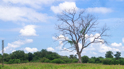 Wide corn and grain fields and tall trees that have withered until only the stems remain. On the bright background of the blue sky