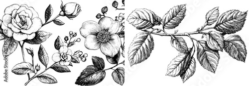 A set of floral ornament dividers. Decorative leaf scroll decoration, decorative branch and hand drawn dividers. This set consists of pairs of sprigs, botanical design elements, and natural