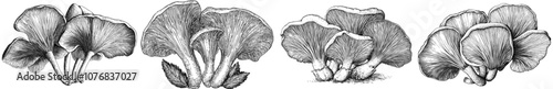 Illustration of a mushroom chanterelle drawn by hand