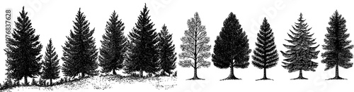 Modern illustration depicting a beautiful hand drawn panorama of fir forest with a coniferous spruce background and black evergreen woods.