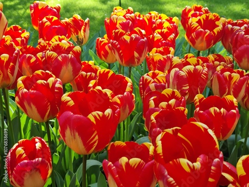 Lise, Netherland - Apr 29, 2024: Orange tulip flowers known as 