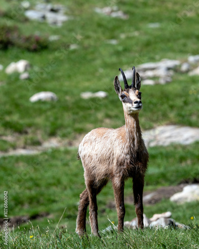 Chamois dans le Parc National du Mercantour au printemps dans les Alpes en France