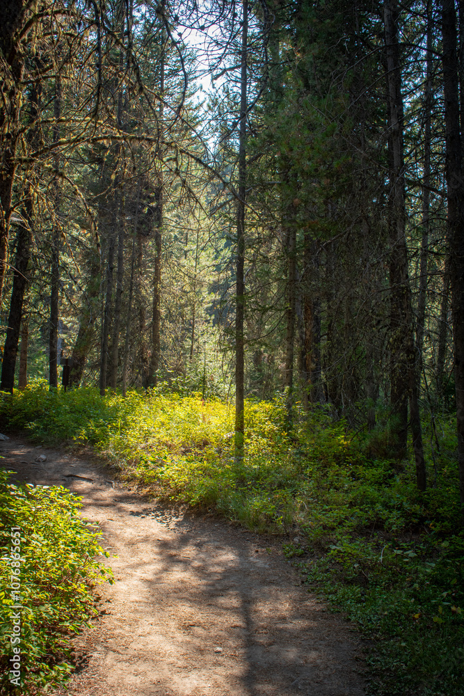 Fototapeta premium Woodland hiking trail