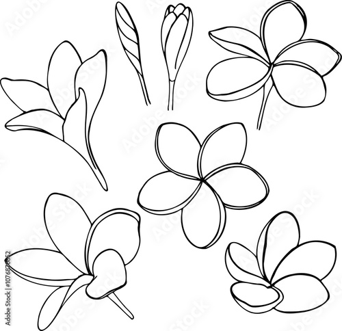 Vector set of Plumeria tropical flowers and buds in line art style isolated on a white background. photo