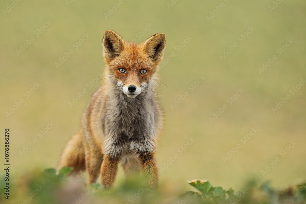 Lis rudy, fox, lis (Vulpes vulpes)
