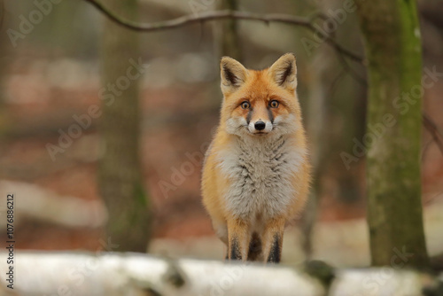 Lis rudy, fox, lis  (Vulpes vulpes)