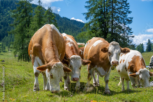 frei laufende Rinder weiden auf einer Alm, Egger Alm, Kärnten, Österreich