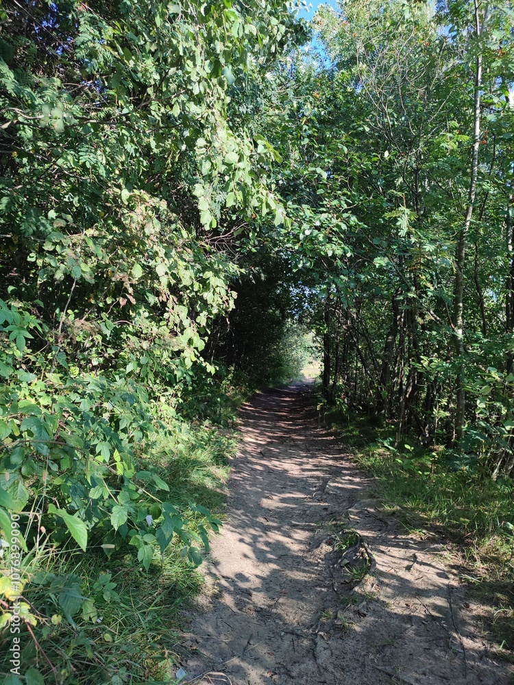 Fototapeta premium trail through the forest along the river bank. hiking and traveling
