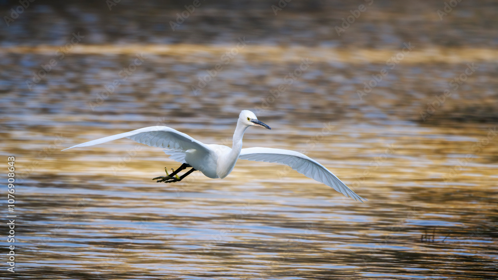 Little egret (Egretta garzetta) in flight. Species of small heron in the family Ardeidae. Isonzo river mouth nature reserve, Isola della Cona, Gorizia province, Friuli Venezia Giulia, Italy. Little egret (Egretta garzetta) in flight. Species of small heron in the family Ardeidae. Isonzo river mouth nature reserve, Isola della Cona, Gorizia province, Friuli Venezia Giulia, Italy.