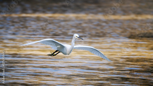 Little egret (Egretta garzetta) in flight. Species of small heron in the family Ardeidae. Isonzo river mouth nature reserve, Isola della Cona, Gorizia province, Friuli Venezia Giulia, Italy. photo